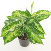 アグラオネマ ピクタム トリカラー 【観葉植物 3号／1個売り】|観葉植物