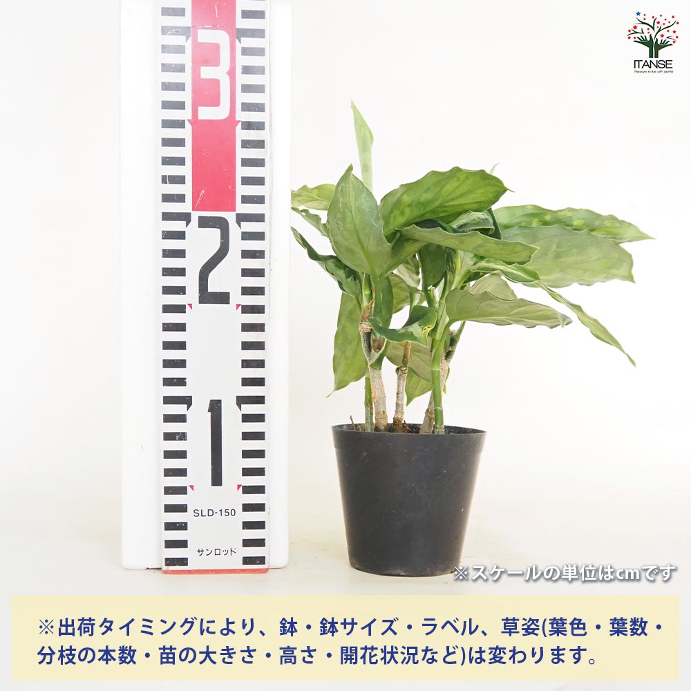(HL-017-F) アグラオネマ　ピクタム アグラオネマ：ピクタム（ワイドフォーム） 2.5号ポット の通販