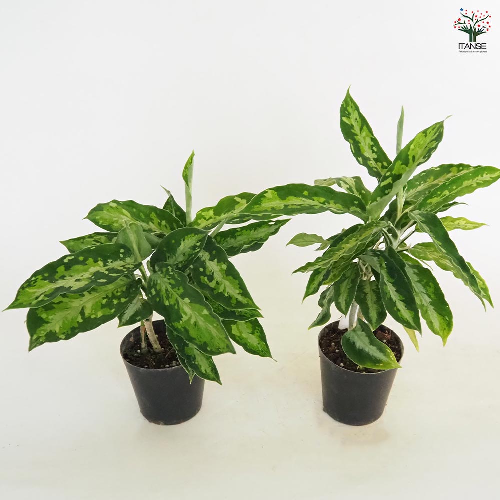 アグラオネマ ピクタ3株セット アグラオネマ ピクタム トリカラー 【観葉植物 3号/1個売り