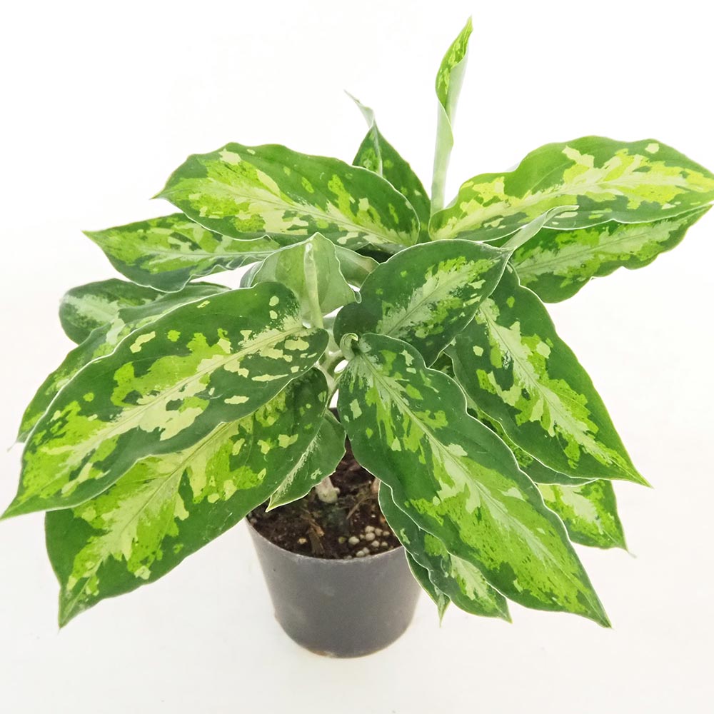 アグラオネマ　緑3色 アグラオネマ ピクタム トリカラー 【観葉植物 3号／1個売り