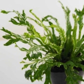 アスプレニウム ニダス バリエガータ 【観葉植物 3号】|観葉植物