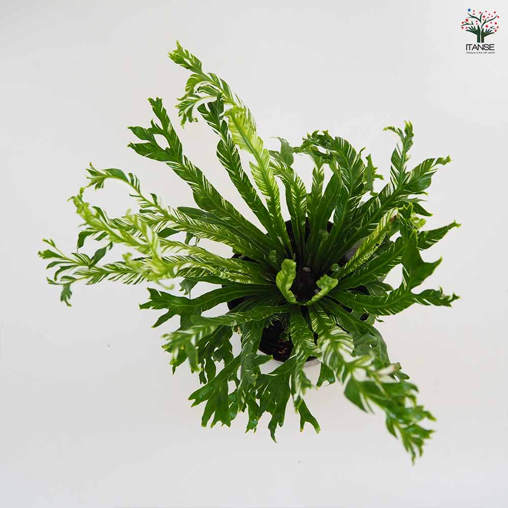 レア♡アスプレニウム　ニダス　バリエガータ♡3号♡ポットごと宅急便コンパクト レア♡アスプレニウム ニダス バリエガータ♡3号♡宅急便コンパクト