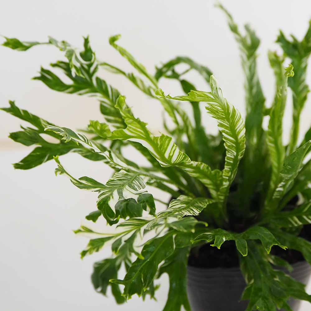 レア♡アスプレニウム　ニダス　バリエガータ♡3号♡ポットごと宅急便コンパクト レア♡アスプレニウム ニダス バリエガータ♡3号♡ポットごと宅急便