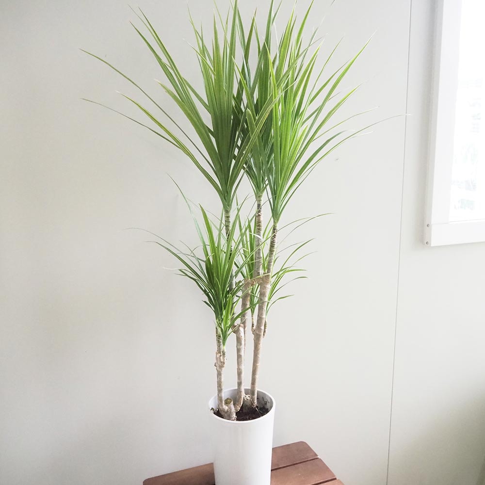 ドラセナ コンシンネ ホワイトボリー 【観葉植物 5号／1個売り】