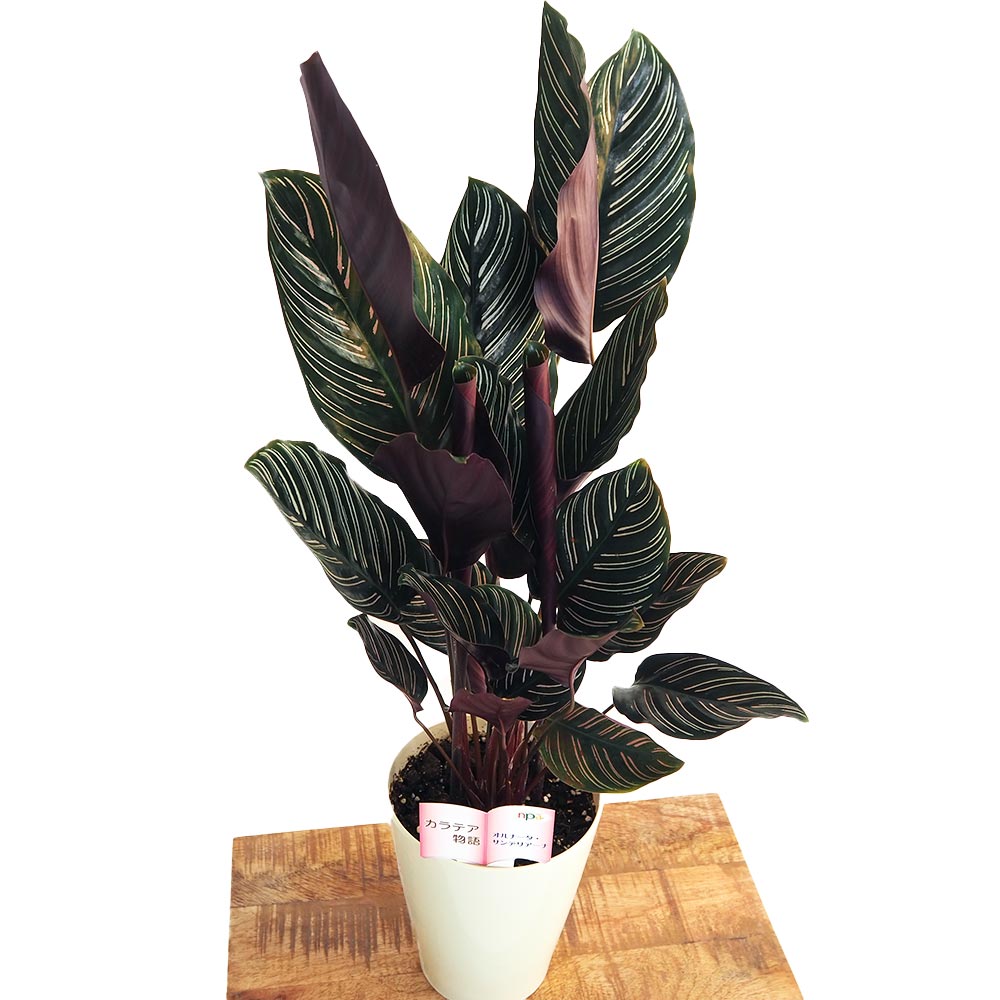 カラテア オルナータ サンデリアーナ 【観葉植物 5号／1個売り】