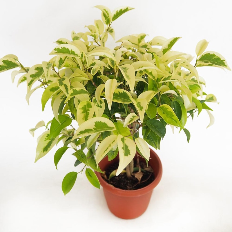 フィカス 斑入り ベンジャミン 【観葉植物 6号／1個売り】｜ 【植物の