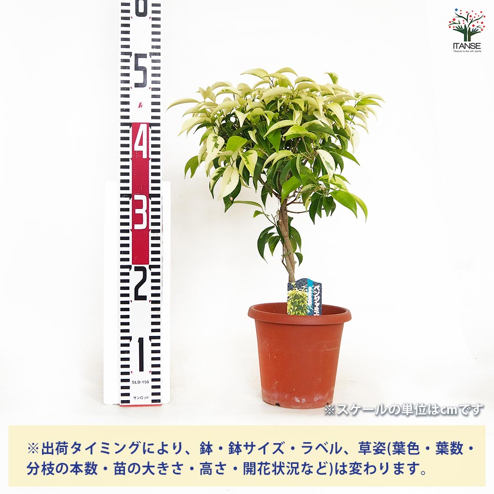 ①　フィカス　ベンジャミナ　ネジリ仕立て　極太　特大苗木最高等級　極上品‼️ mp1264-768x1024.jpg