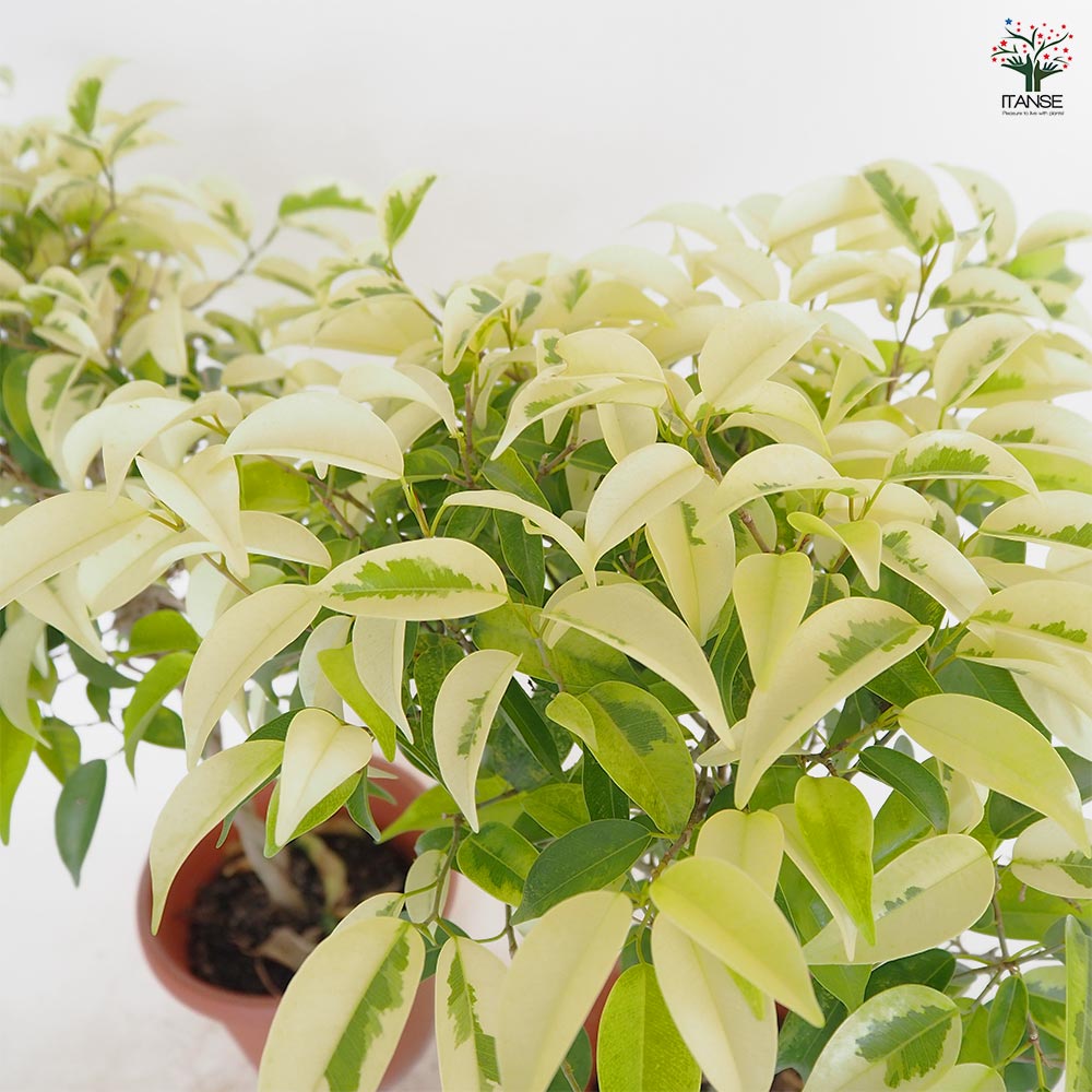 フィカス ベンジャミナ みなみ渥美 【観葉植物 5号／1個売り