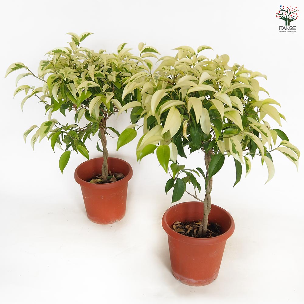 観葉植物　フィカスベンジャミナ フィカス ベンジャミナ みなみ渥美 【観葉植物 5号／1個売り