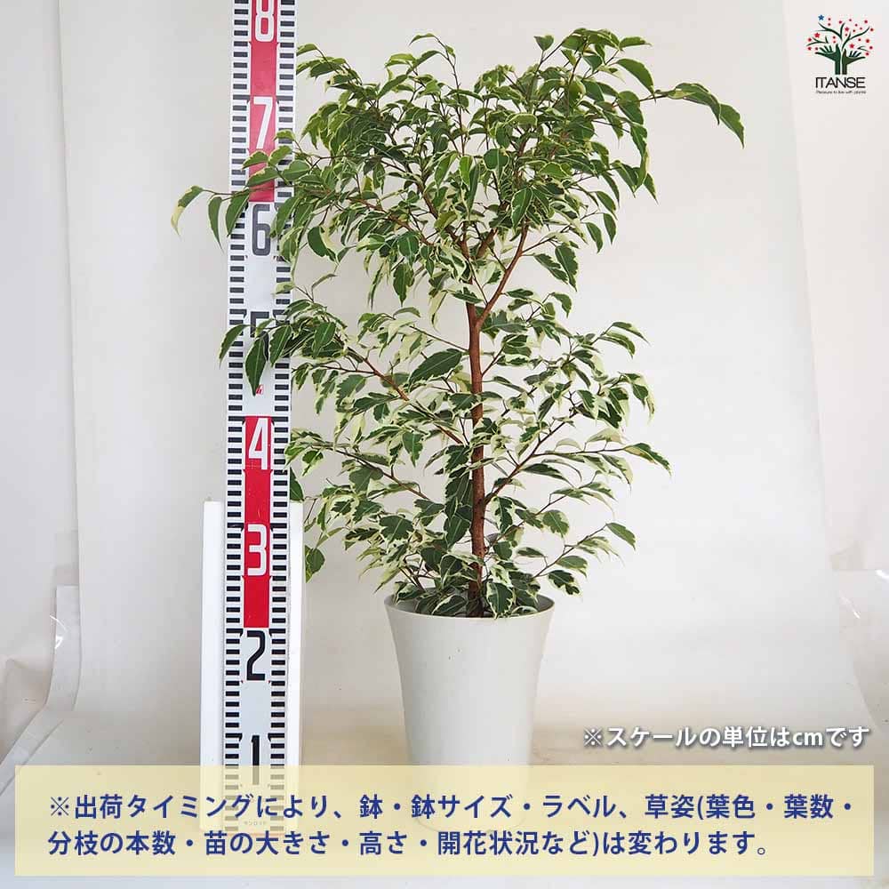 フィカス 斑入り ベンジャミン 【観葉植物 6号／1個売り】｜ 【植物の