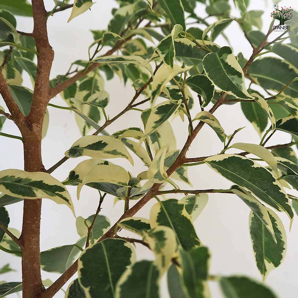 フィカス 斑入り ベンジャミン 【観葉植物 6号／1個売り】｜ 【植物の