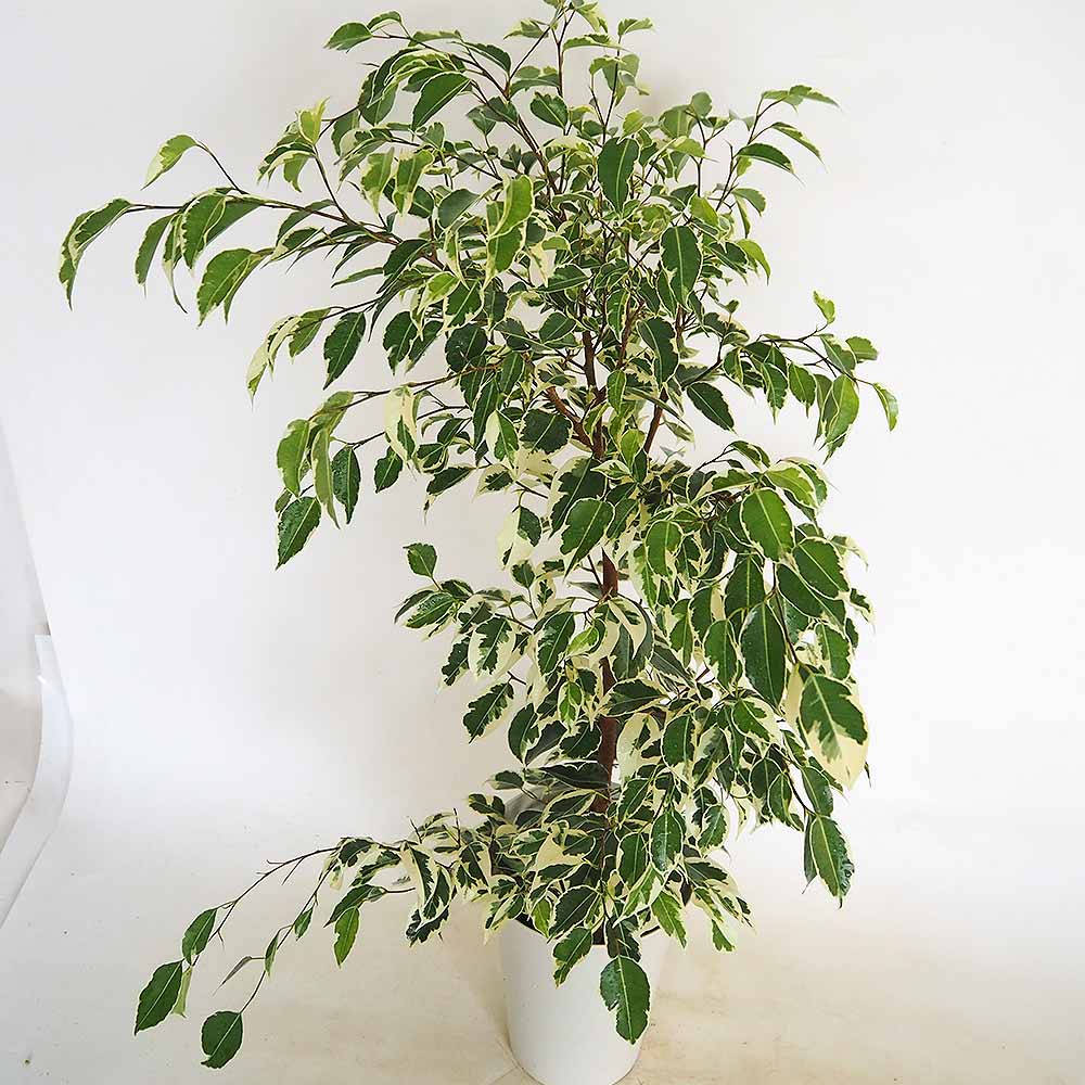 フィカス 斑入り ベンジャミン 【観葉植物 6号／1個売り】