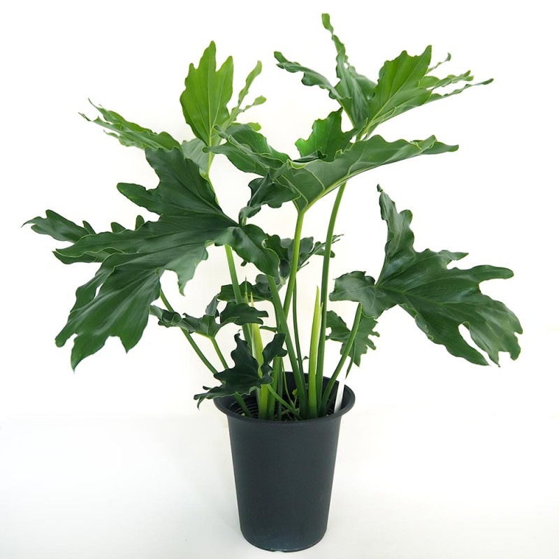 観葉植物 フィロデンドロン・セローム・ホープ 大型【観葉植物 8号 