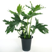 フィロデンドロン セローム 【観葉植物 6号／1個売り】|観葉植物