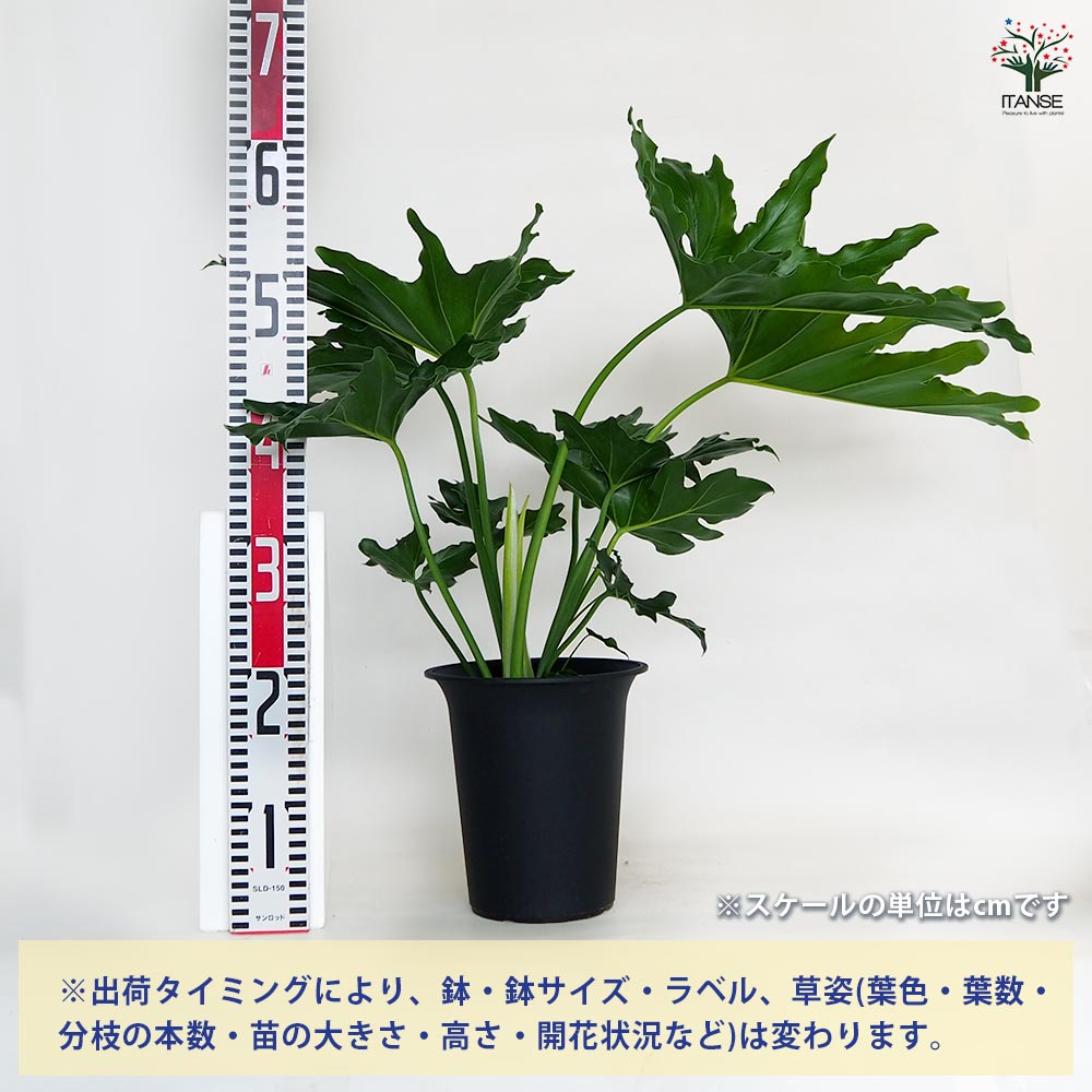 引き取り限定　フィロデンドロン　セローム　6号　幹曲がり　観葉植物 引き取り限定 フィロデンドロン セローム 6号 幹曲がり 観葉植物