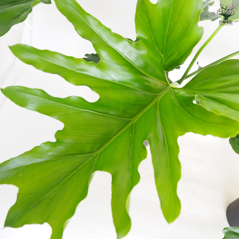 フィロデンドロン セローム 【観葉植物 6号／1個売り】｜ 【植物の