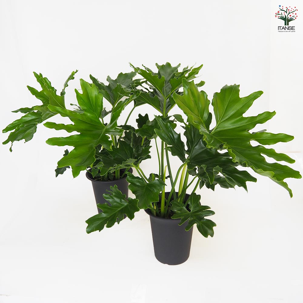 フィロデンドロン セローム 【観葉植物 6号／1個売り】｜ 【植物の