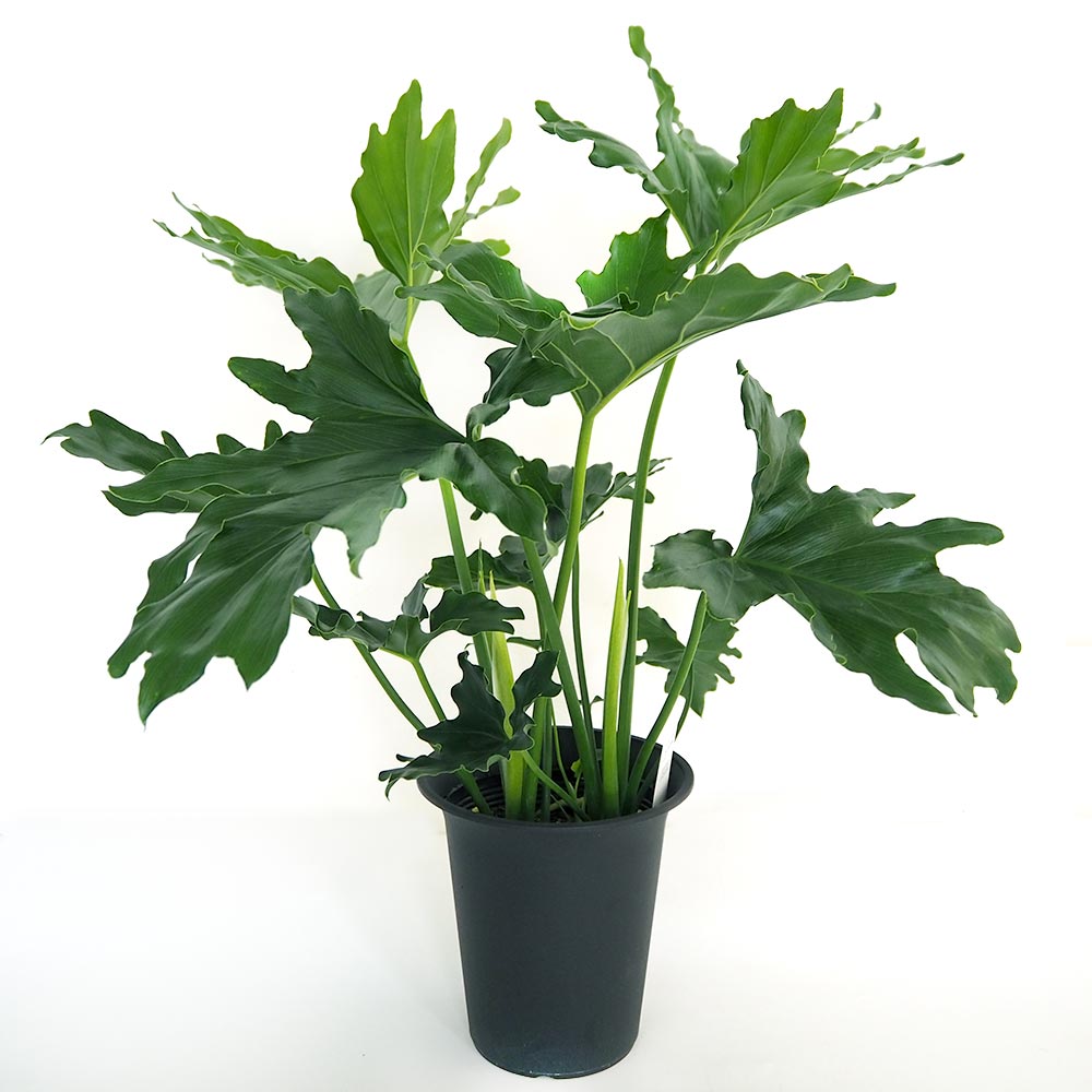 フィロデンドロン セローム 【観葉植物 6号/1個売り】