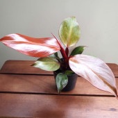 フィロデンドロン レッドムーン 【観葉植物 2.5号】|観葉植物