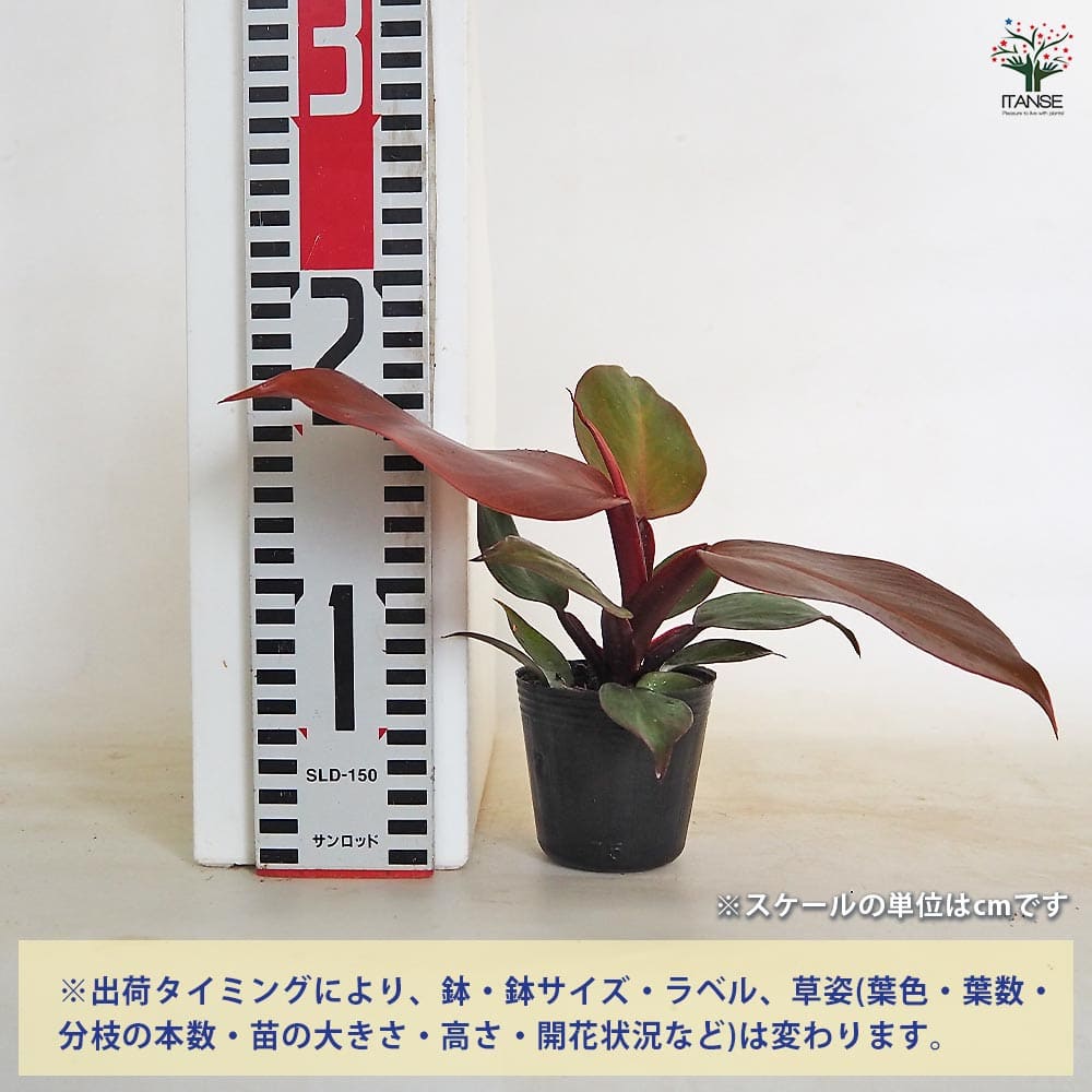 フィロデンドロン レッドムーン 【観葉植物 2.5号】｜ 【植物の