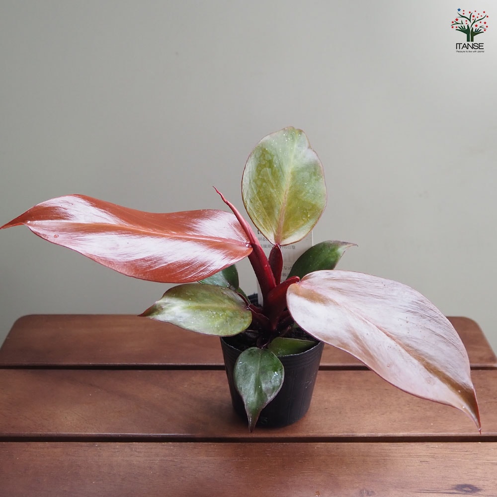 82 フィロデンドロン　レッドムーン　イエローフレーム　花宇宙より仕入れ 82 フィロデンドロン レッドムーン イエローフレーム 花宇宙より仕入れ