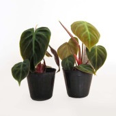 フィロデンドロン エルチョコレッド 【観葉植物 2.5号】|観葉植物