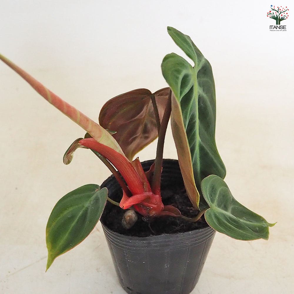 フィロデンドロン エルチョコレッド 【観葉植物 2.5号】｜ 【植物の