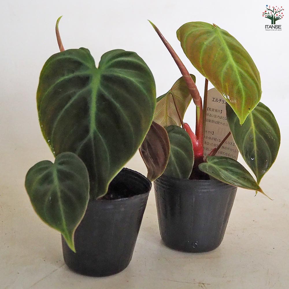 フィロデンドロン エルチョコレッド 【観葉植物 2.5号】｜ 【植物の