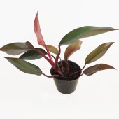 フィロデンドロン ニューレッド 【観葉植物 3号】|観葉植物