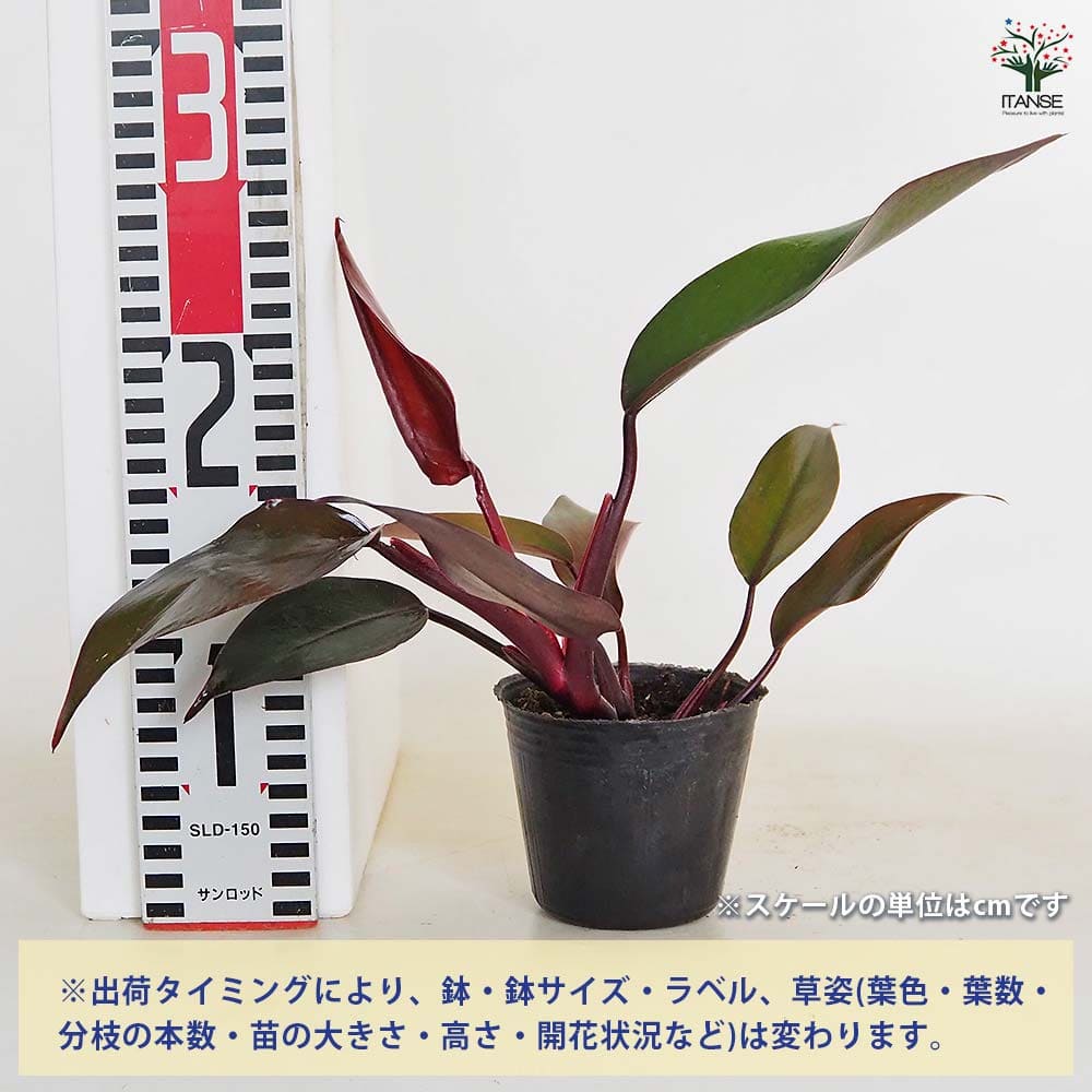 フィロデンドロン ニューレッド 【観葉植物 3号】｜ 【植物の