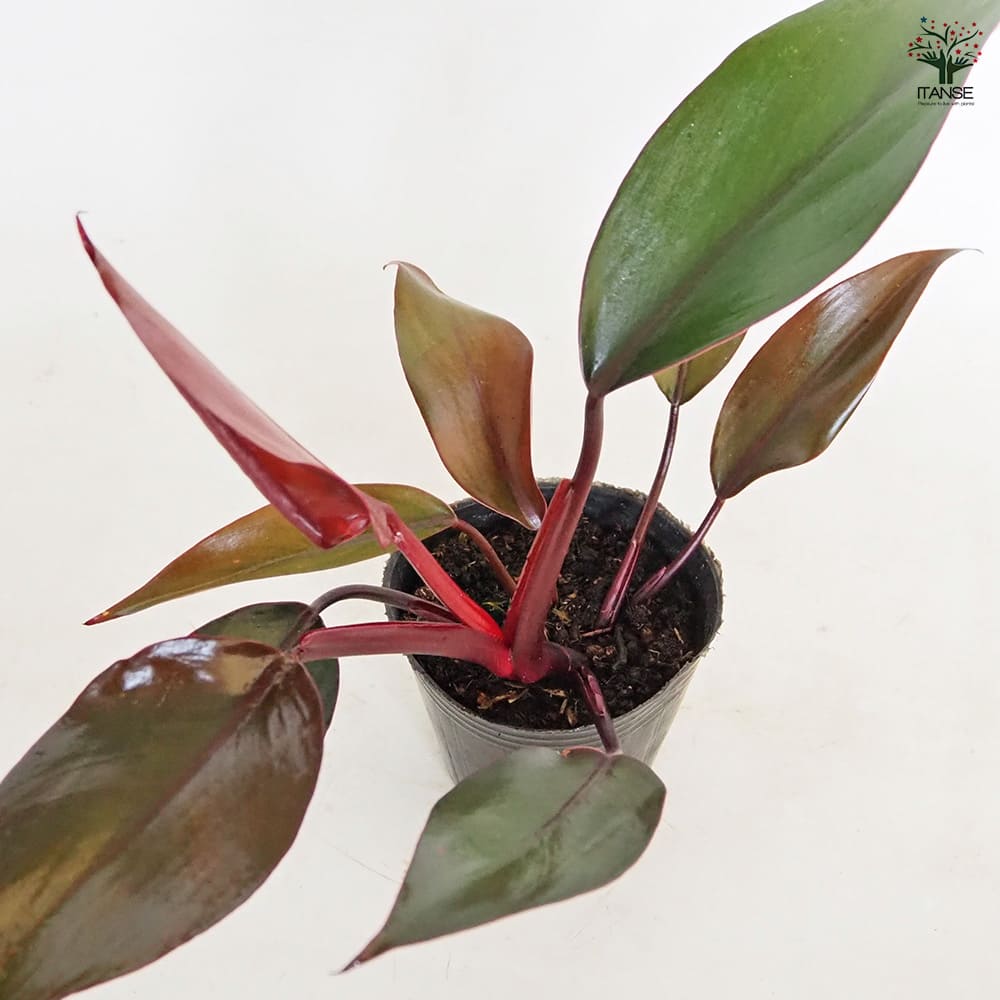 フィロデンドロン ニューレッド 【観葉植物 3号】｜ 【植物の