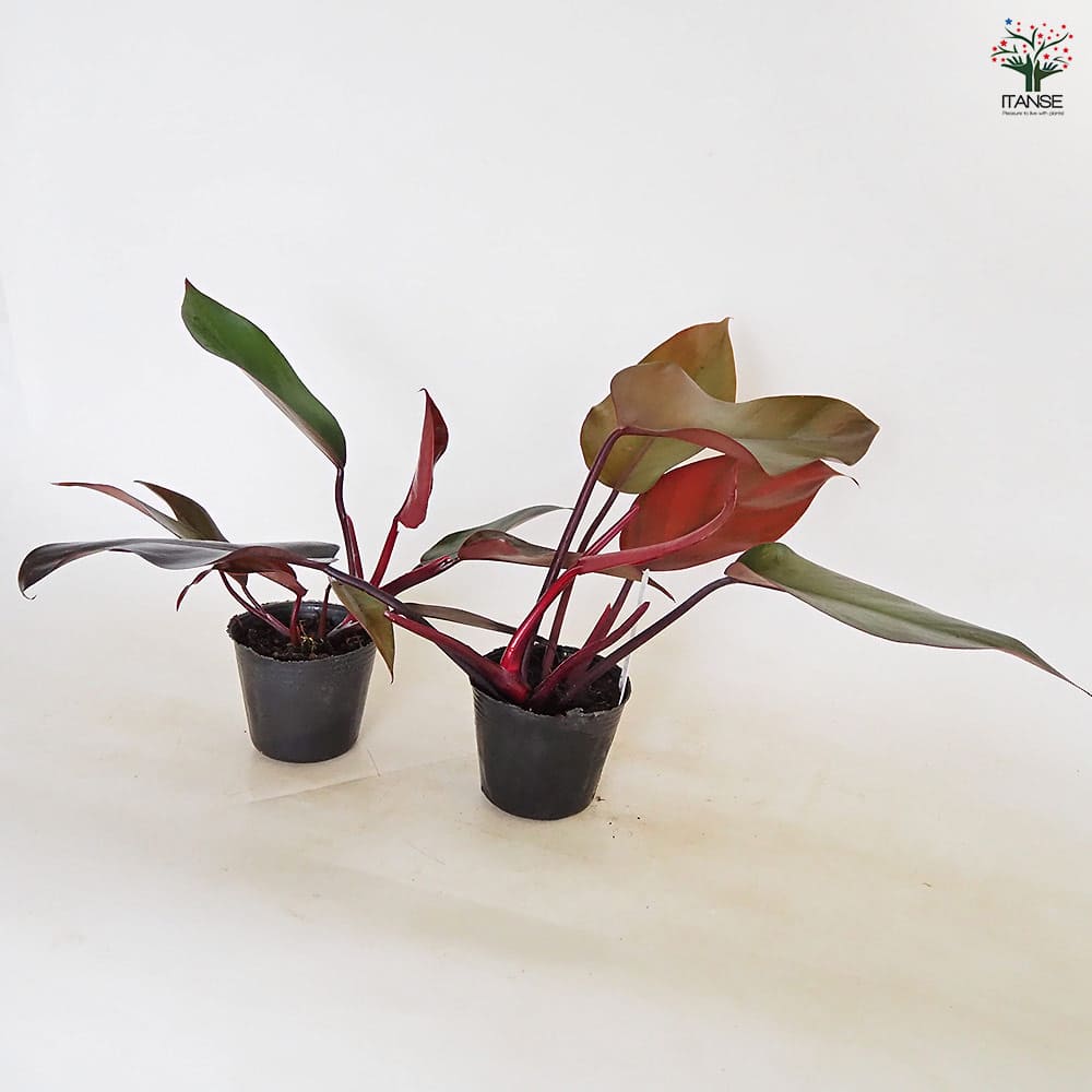 フィロデンドロン・エレガンス（木化株） フィロデンドロン