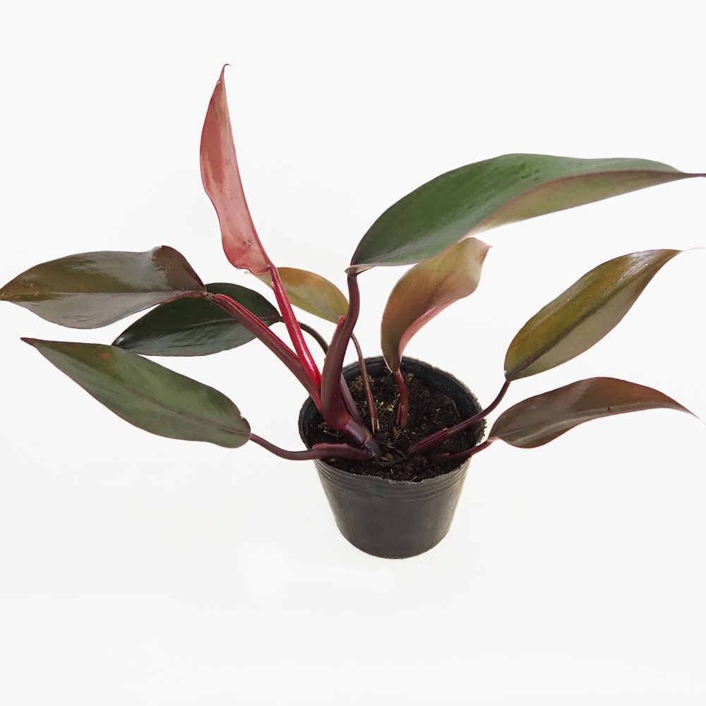 フィロデンドロン ニューレッド 【観葉植物 3号】