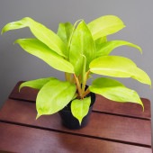 フィロデンドロン マレービューティー 【観葉植物 3号】|観葉植物