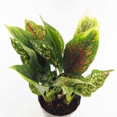 アグラオネマ ビーナス 【観葉植物 5号／1個売り】|観葉植物