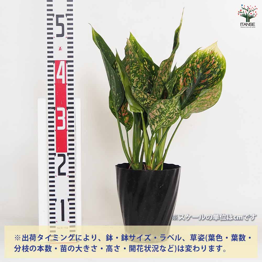 アグラオネマ ビーナス 【観葉植物 5号／1個売り】｜ 【植物の