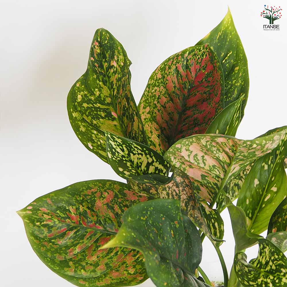 アグラオネマ ご注文分 アグラオネマ SP 5号【荒木植物園さん】 | Green Vibes 宇都宮市の観葉