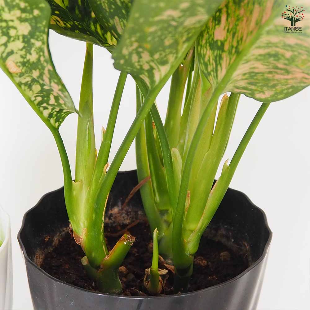 アグラオネマ ビーナス 【観葉植物 5号／1個売り】｜ 【植物の