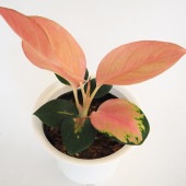 アグラオネマ チャイナレッド 【観葉植物 4号】|観葉植物