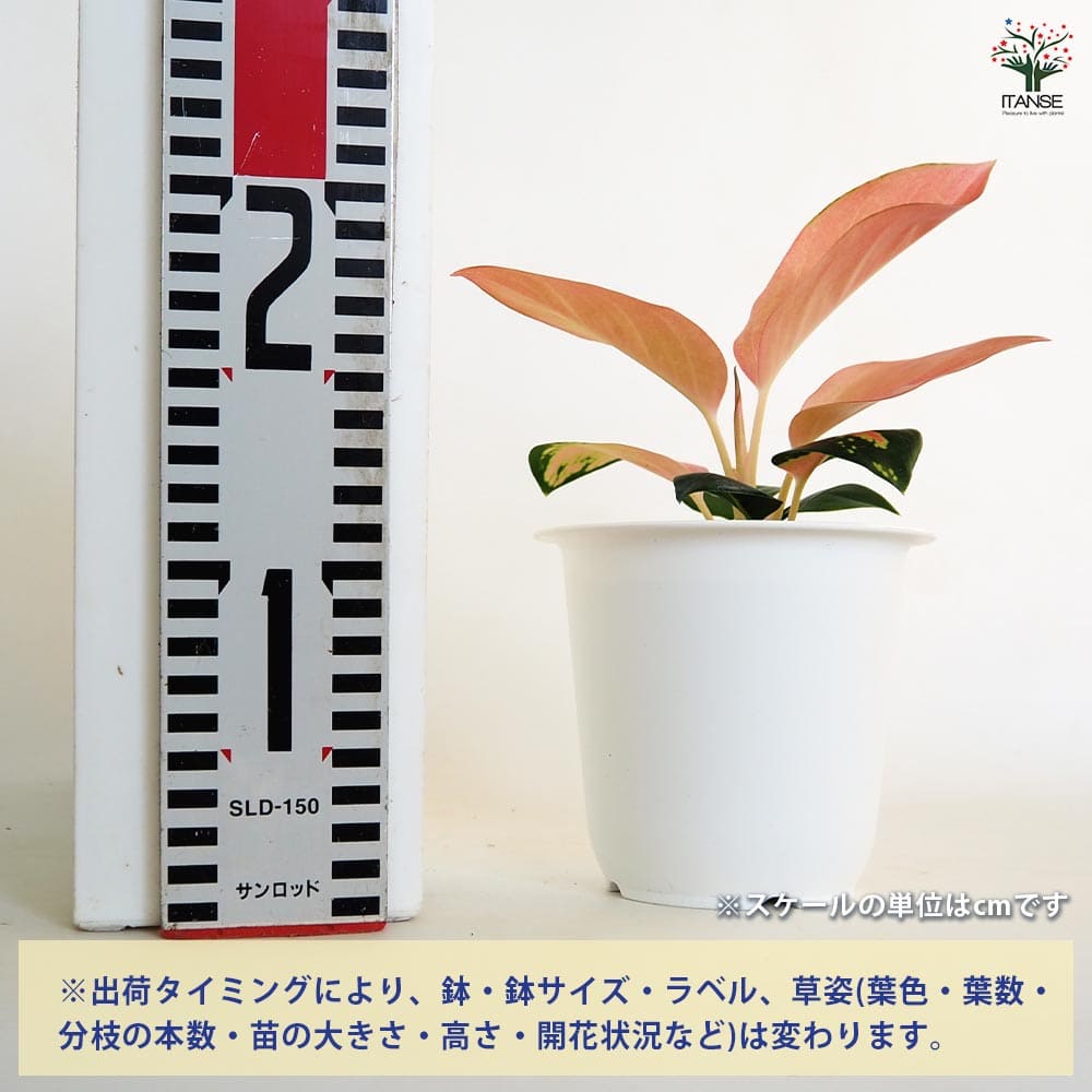 アグラオネマ チャイナレッド 【観葉植物 4号】｜ 【植物の