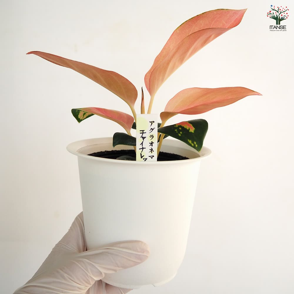 ☆レア☆ アグラオネマ チャイナレッド　観葉植物 アグラオネマ・チャイナレッド | 育て方・特徴・豆知識