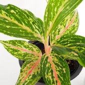 アグラオネマ ピンクバタフライ(斑入り) 【観葉植物 4号】|観葉植物