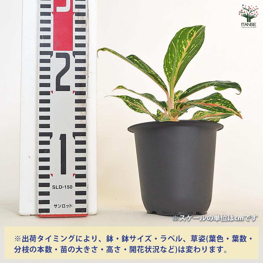 アグラオネマ ピンクバタフライ(斑入り) 【観葉植物 4号】｜ 【植物の