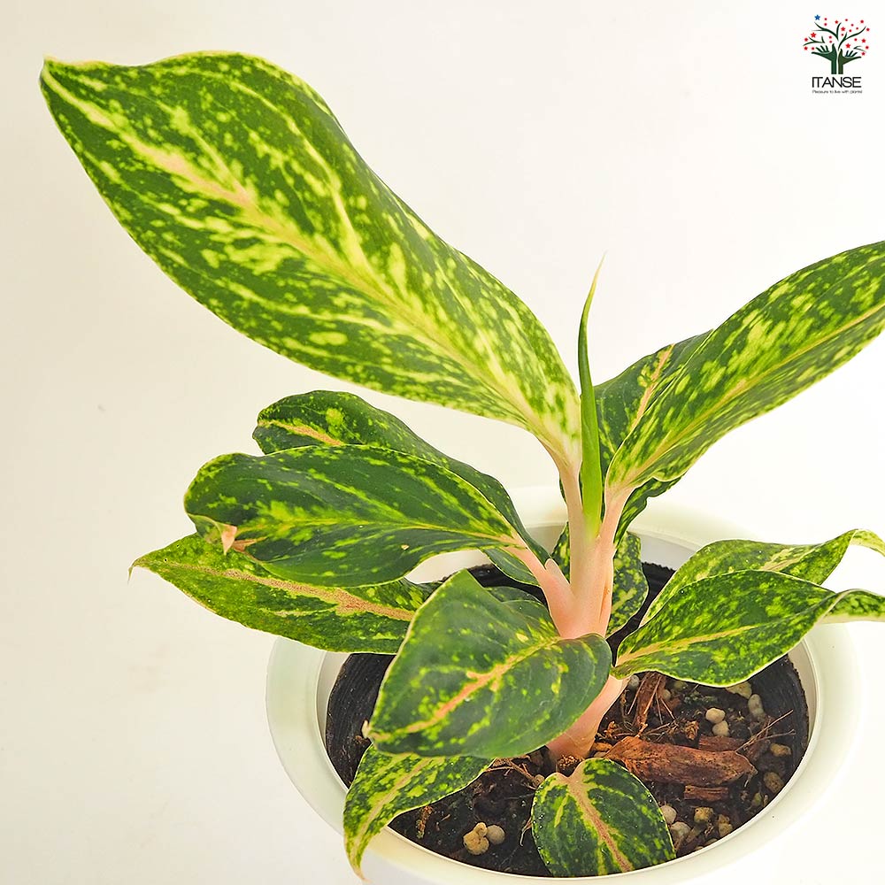 ステラ様 宅急便コンパクト アグラオネマ ピクタム 斑入り