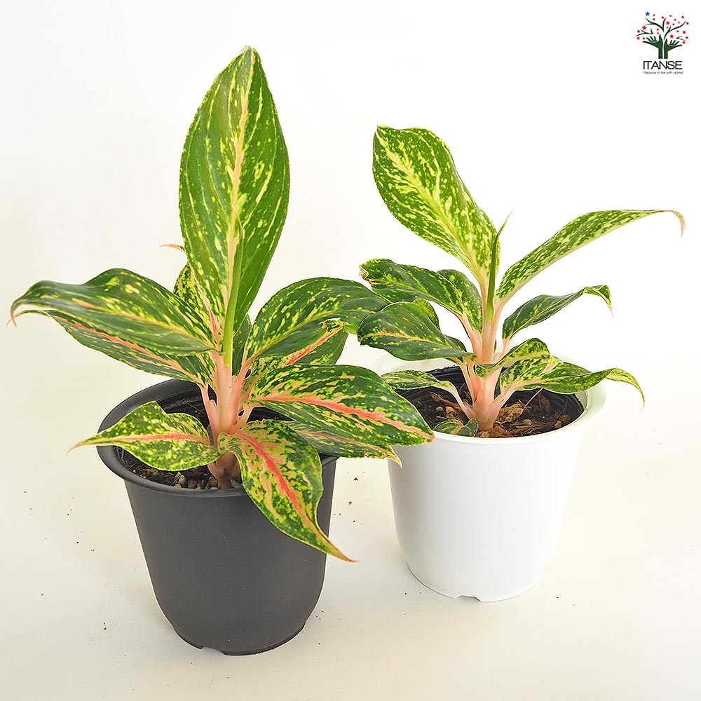 アグラオネマ ピンクバタフライ(斑入り) 【観葉植物 4号】｜ 【植物の