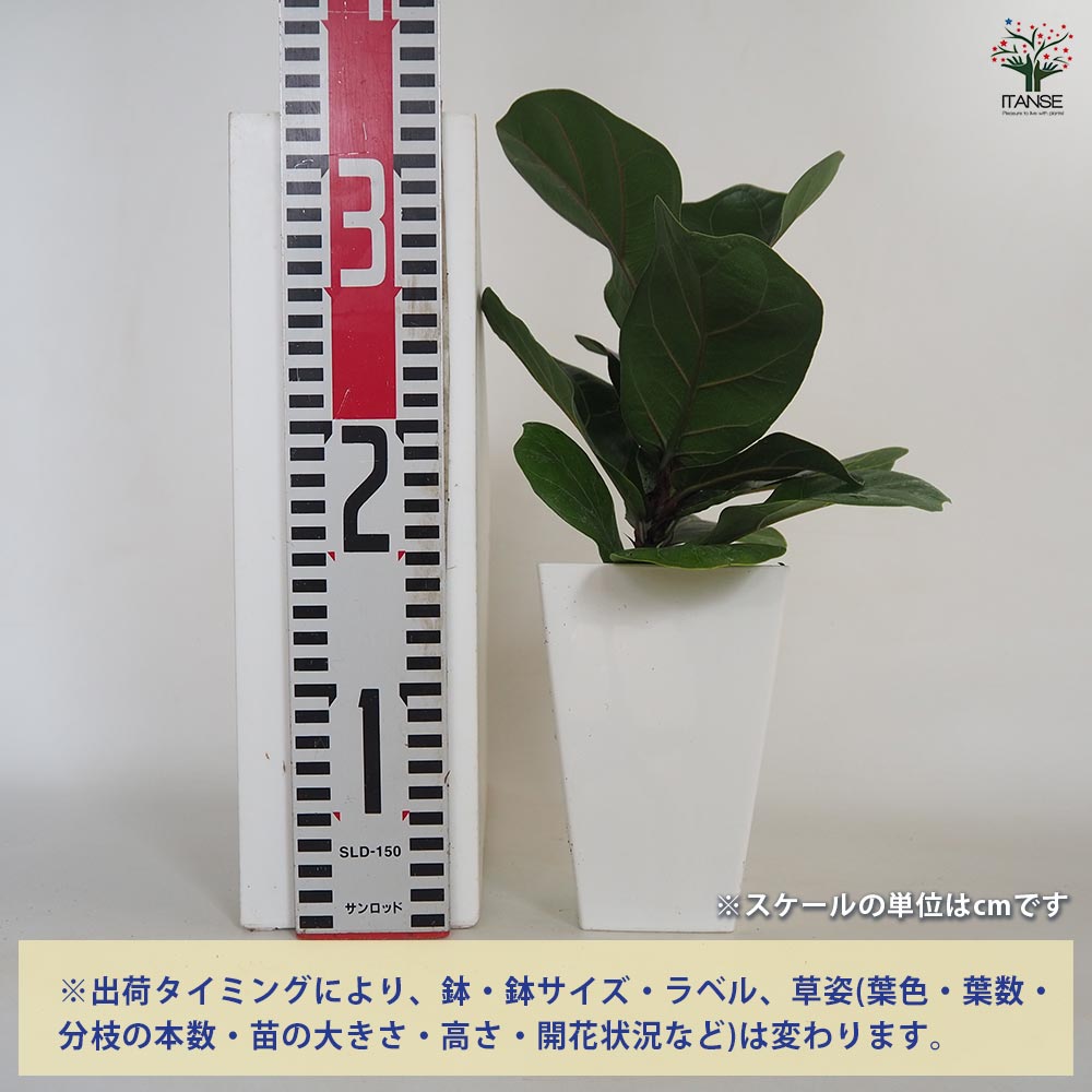 フィカス リラータ(カシワバゴム) 【観葉植物 4号】｜ 【植物の