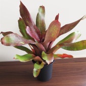 ネオレゲリア アイランドサンセット 【観葉植物 4号／1個売り】|観葉植物