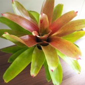 ネオレゲリア カロリーナ ハイブリッド 【観葉植物 4号／1個売り】|観葉植物