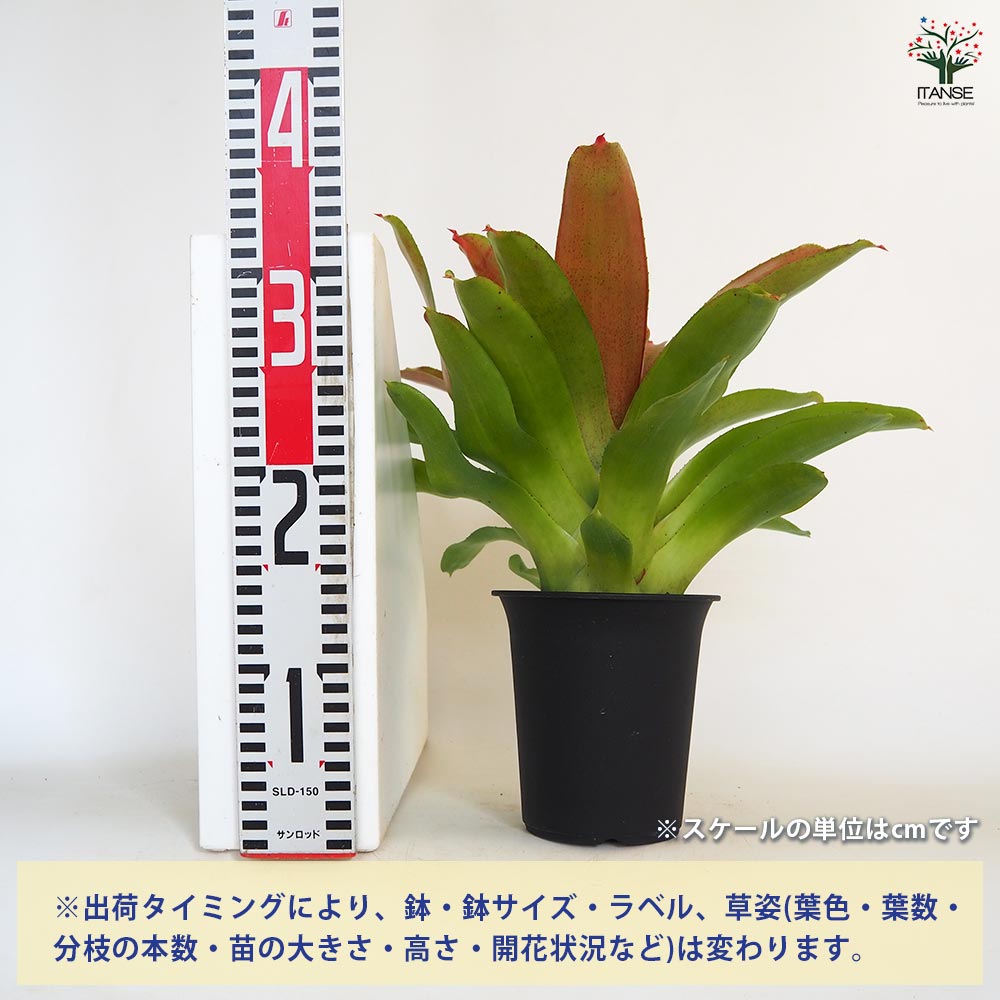 ネオレゲリア カロリーナ ハイブリッド 【観葉植物 4号/1個売り ネオレゲリア カロリーナ ハイブリッド 【観葉植物 4号/1個売り