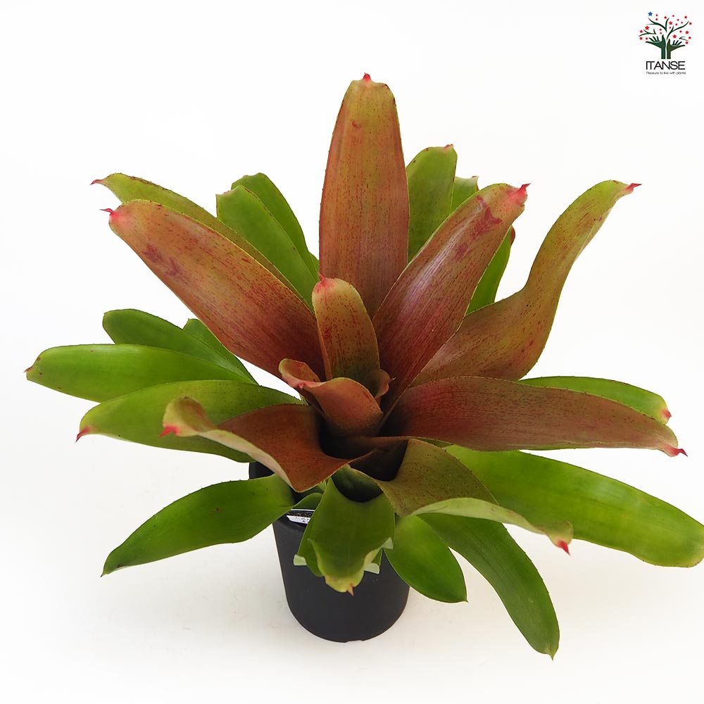 ネオレゲリア カロリーナ ハイブリッド 【観葉植物 4号/1個売り ネオレゲリア カロリーナ ハイブリッド 【観葉植物 4号/1個売り